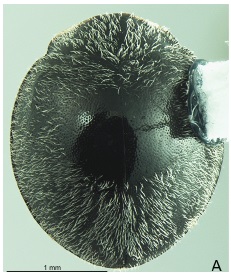 Chnoodes discomaculata
