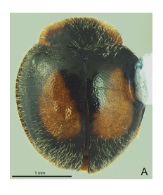 Chnoodes unimaculata