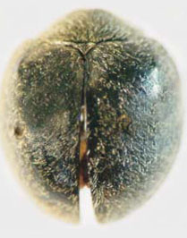 Exoplectra calcarata