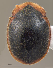 Gordonoryssomus everardoi