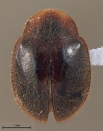 Gordonoryssomus limeirai