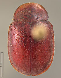 Gordonoryssomus mirnae