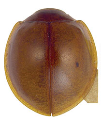 Harpasus aureus