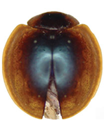 Harpasus eversmanni