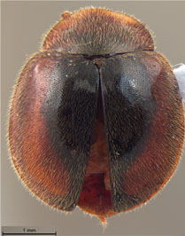 Oryssomus calix