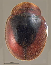 Oryssomus guillermo