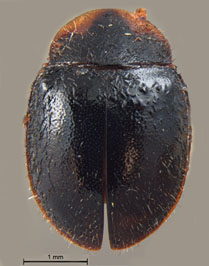 Oryssomus paschoali