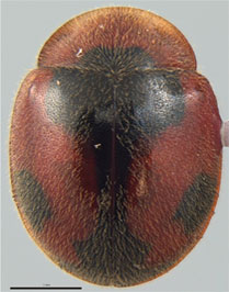 Pseudoryssomus brulei