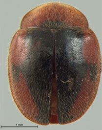 Pseudoryssomus crucifer