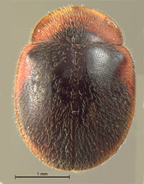 Pseudoryssomus rufomarginatus