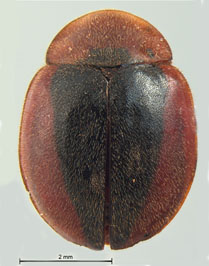 Pseudoryssomus triangulus